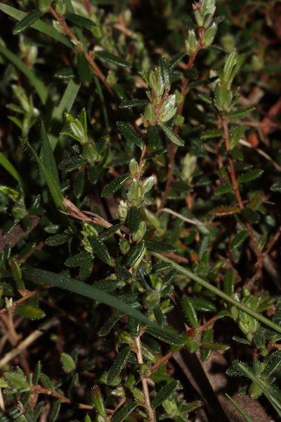 Hibbertia hirsuta, photographed by T. Hammer