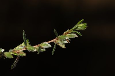 Hibbertia hirsuta, photographed by T. Hammer