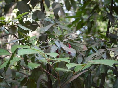 Canarium strictum, photographed by Dinesh Valke