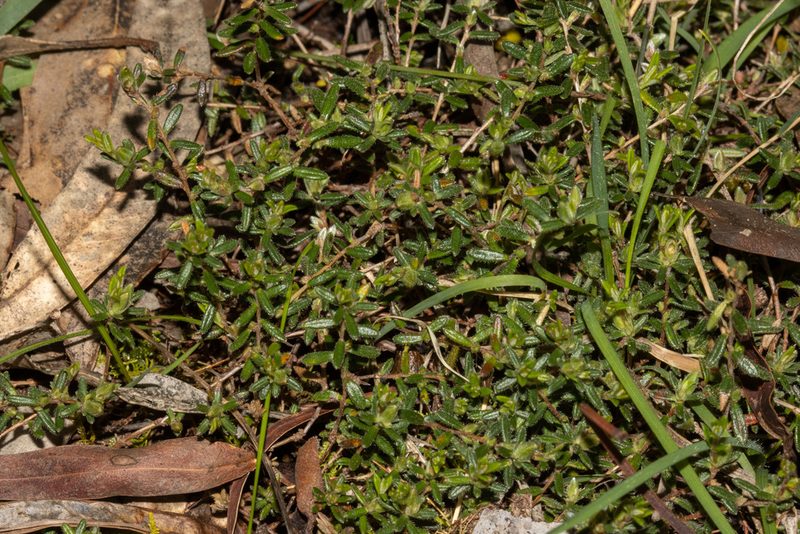 Hibbertia hirsuta, photographed by T. Hammer