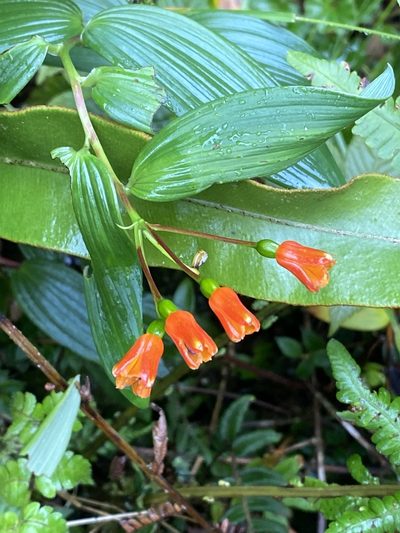 Bomarea distichifolia, photographed by Frances Oliver