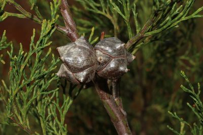 Callitris rhomboidea, photographed by T. Hammer