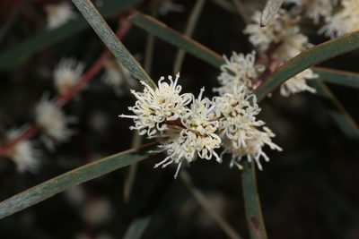 Hakea carinata, photographed by T. Hammer