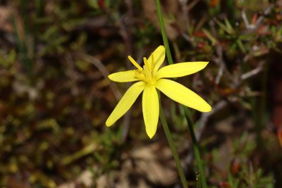Pauridia vaginata, photographed by T. Hammer