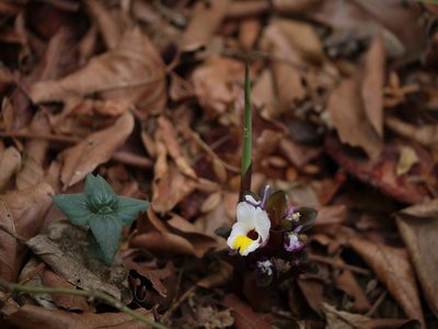 Curcuma karnatakensis, photographed by Dinesh Valke