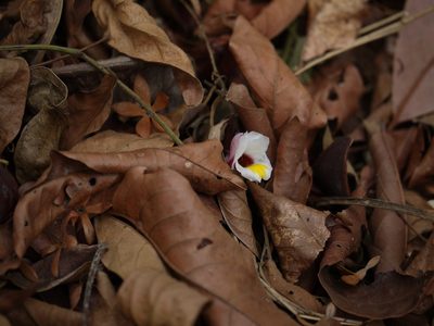 Curcuma karnatakensis, photographed by Dinesh Valke
