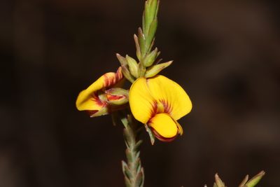 Eutaxia microphylla, photographed by T. Hammer
