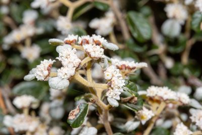 Cryptandra parvifolia, photographed by T. Hammer