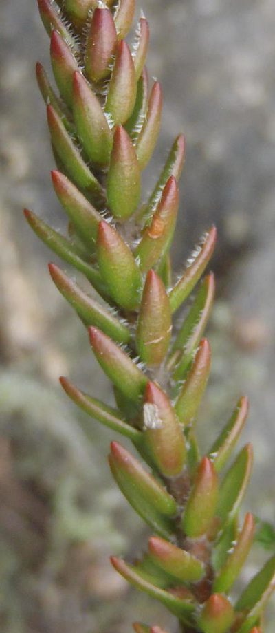 Struthiola rigida, photographed by Nicola van Berkel