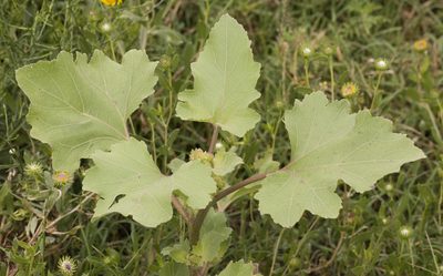 Xanthium cavanillesii, photographed by Nicolas Olejnik