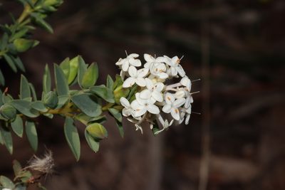 Pimelea glauca, photographed by T. Hammer