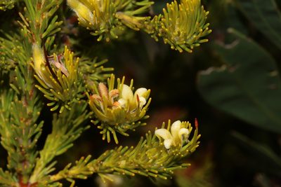 Adenanthos terminalis, photographed by T. Hammer