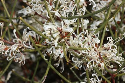 Hakea rostrata, photographed by T. Hammer