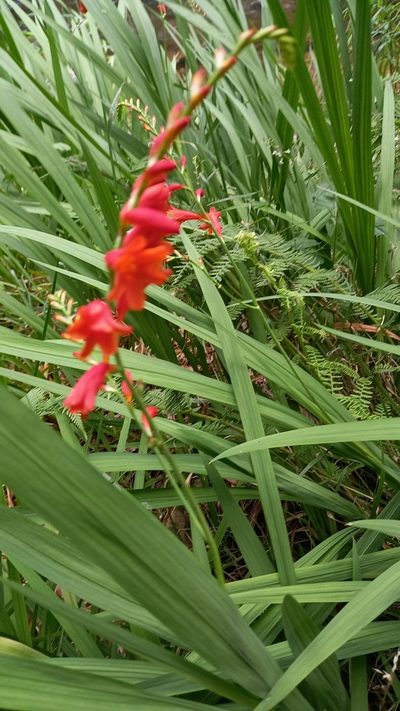 Crocosmia pottsii, photographed by Patrick Watts-Mabbott