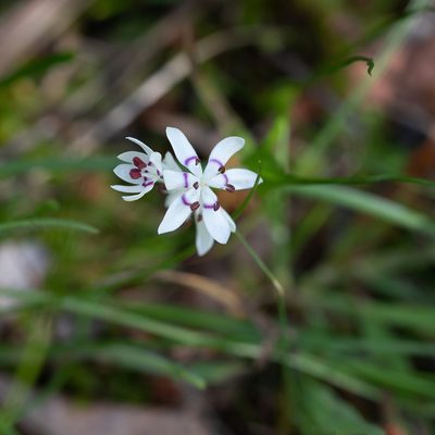 Wurmbea dioica, photographed by Kym Nicolson
