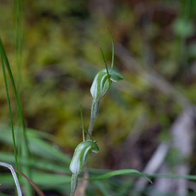Pterostylis nana, photographed by Kym Nicolson
