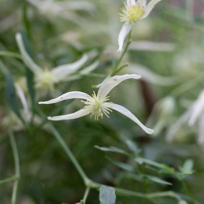 Clematis microphylla, photographed by Kym Nicolson