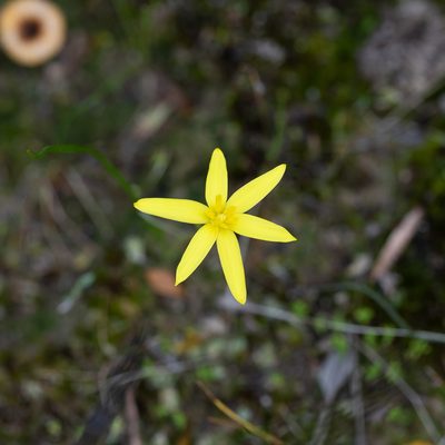 Pauridia glabella, photographed by Kym Nicolson