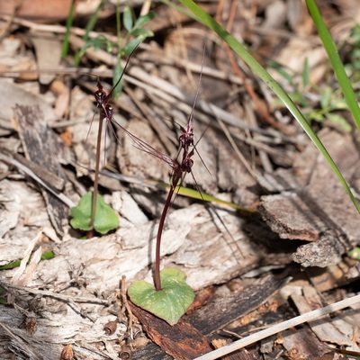 Acianthus caudatus, photographed by Kym Nicolson