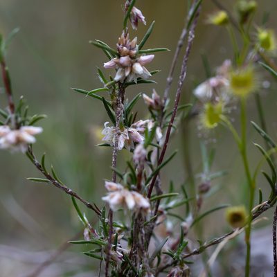 Laxmannia orientalis, photographed by Kym Nicolson