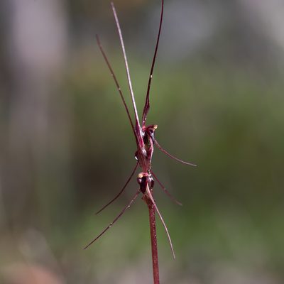 Acianthus caudatus, photographed by Kym Nicolson