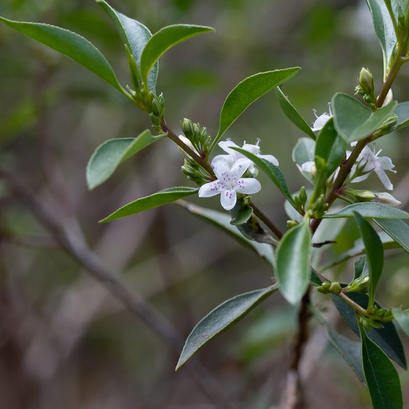 Myoporum petiolatum, photographed by Kym Nicolson