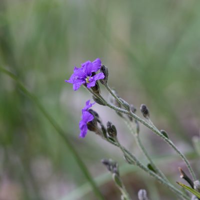 Dampiera dysantha, photographed by Kym Nicolson