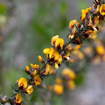 Pultenaea largiflorens, photographed by Kym Nicolson