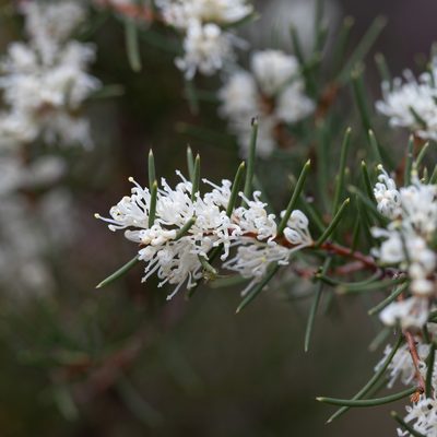 Hakea rugosa, photographed by Kym Nicolson