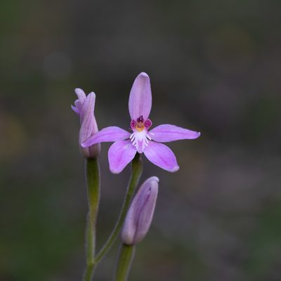 Caladenia latifolia, photographed by Kym Nicolson