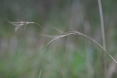 Anthosachne scabra, photographed by Kym Nicolson