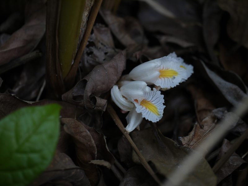 Amomum pterocarpum, photographed by Dinesh Valke