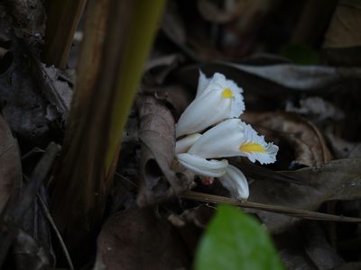 Amomum pterocarpum, photographed by Dinesh Valke