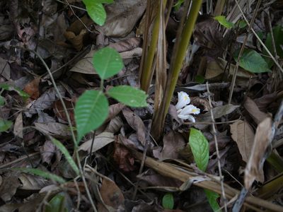 Amomum pterocarpum, photographed by Dinesh Valke