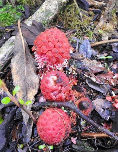 Corynaea crassa, photographed by Laura Gaudette