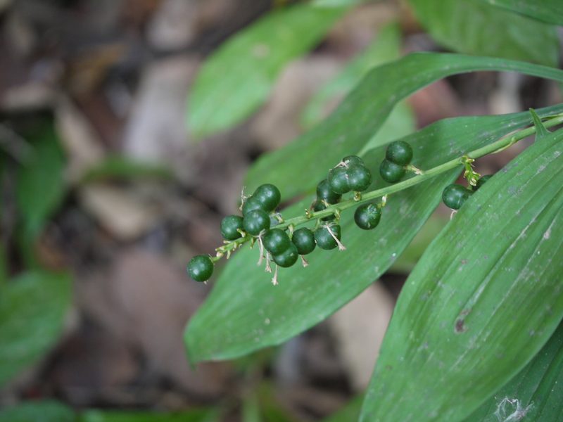 Dracaena spicata, photographed by Dinesh Valke