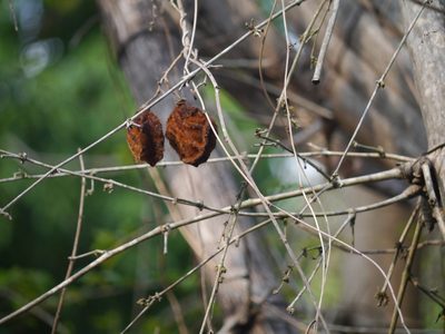 Mucuna monosperma, photographed by Dinesh Valke