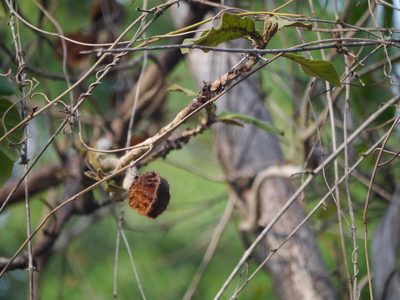 Mucuna monosperma, photographed by Dinesh Valke