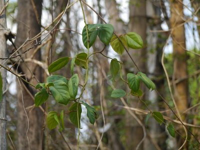 Mucuna monosperma, photographed by Dinesh Valke