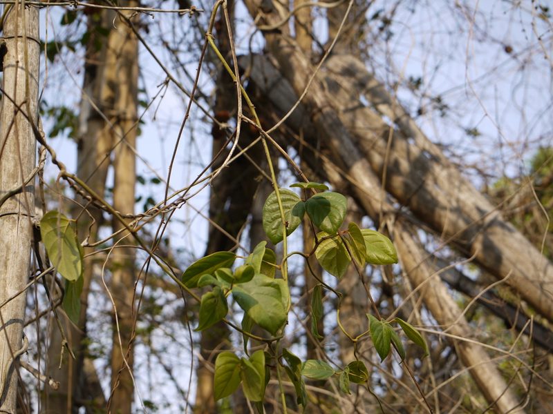 Mucuna monosperma, photographed by Dinesh Valke