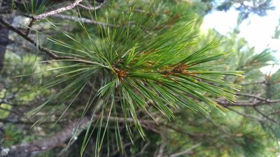 Pinus morrisonicola, photographed by Jason