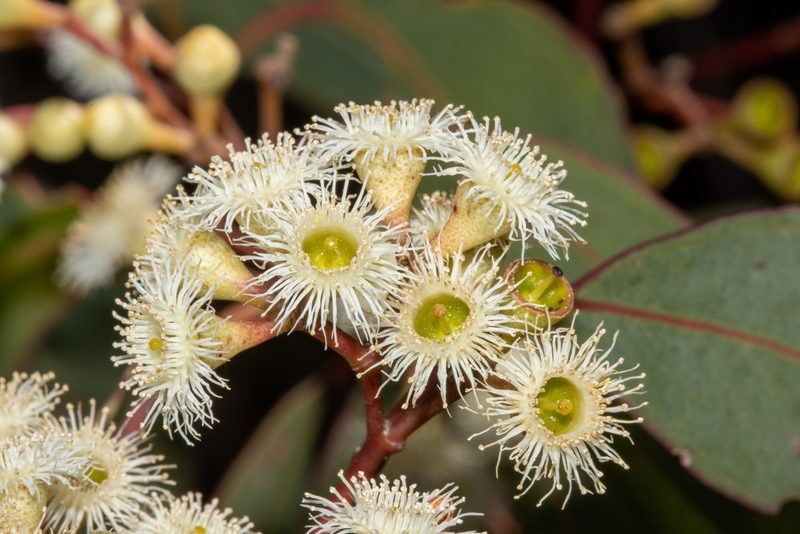 Eucalyptus fasciculosa, photographed by T. Hammer