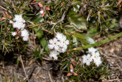 Leucopogon virgatus, photographed by T. Hammer
