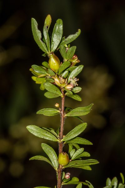 Micrantheum demissum, photographed by T. Hammer