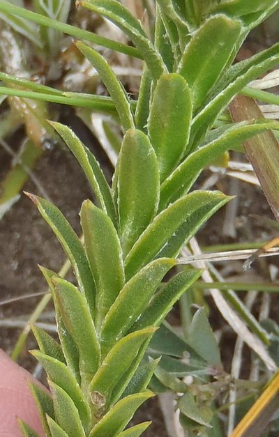 Oedera steyniae, photographed by Nicola van Berkel
