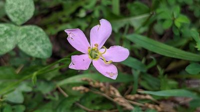 Sabatia angularis, photographed by john_hall