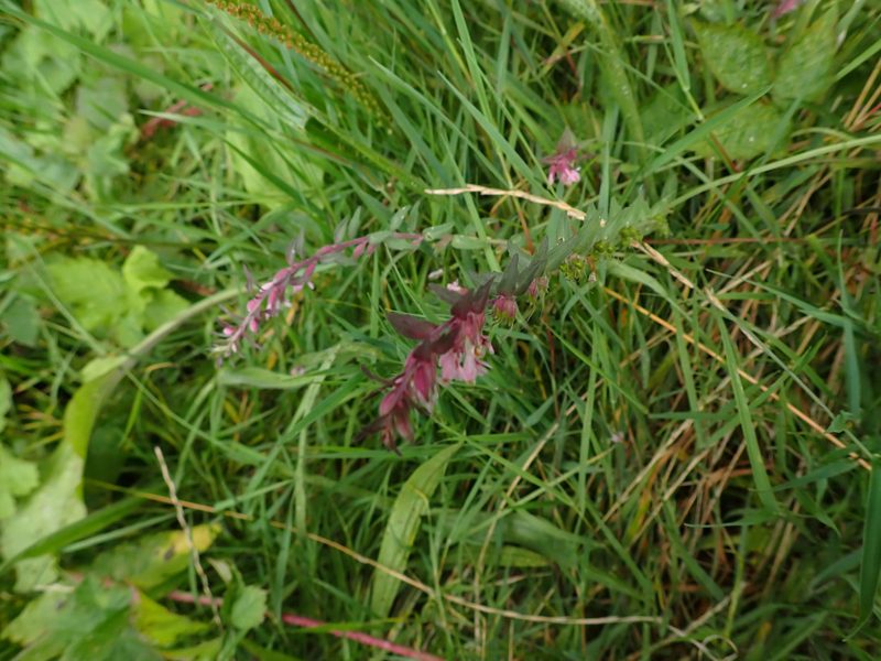 Odontites vernus, photographed by Jerry Lanfear