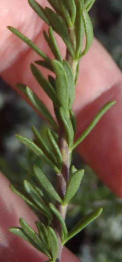 Selago cinerea, photographed by Nicola van Berkel