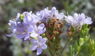 Selago cinerea, photographed by Nicola van Berkel