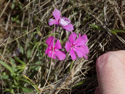 Phlox cuspidata, photographed by Blake Bringhurst